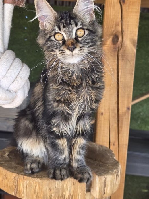 Kotka Maine Coon do rezerwacji
