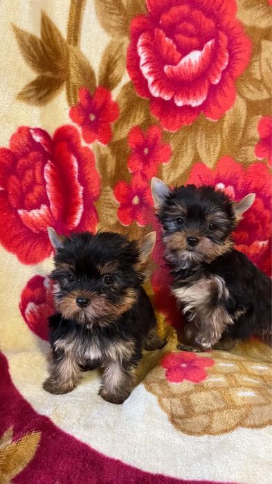 York yorki pieski piesek
