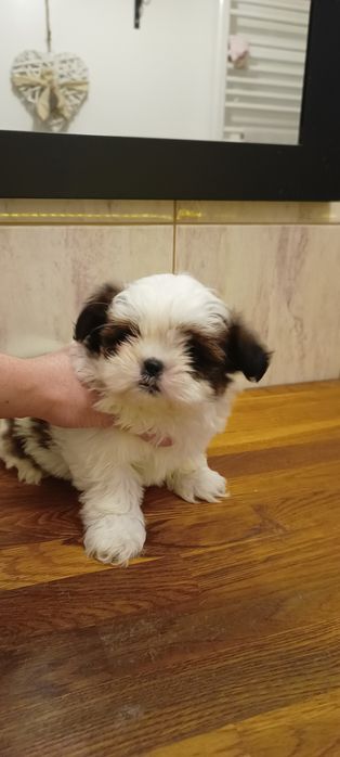 Suczka, Mal- shi, maltańczyk, shih tzu