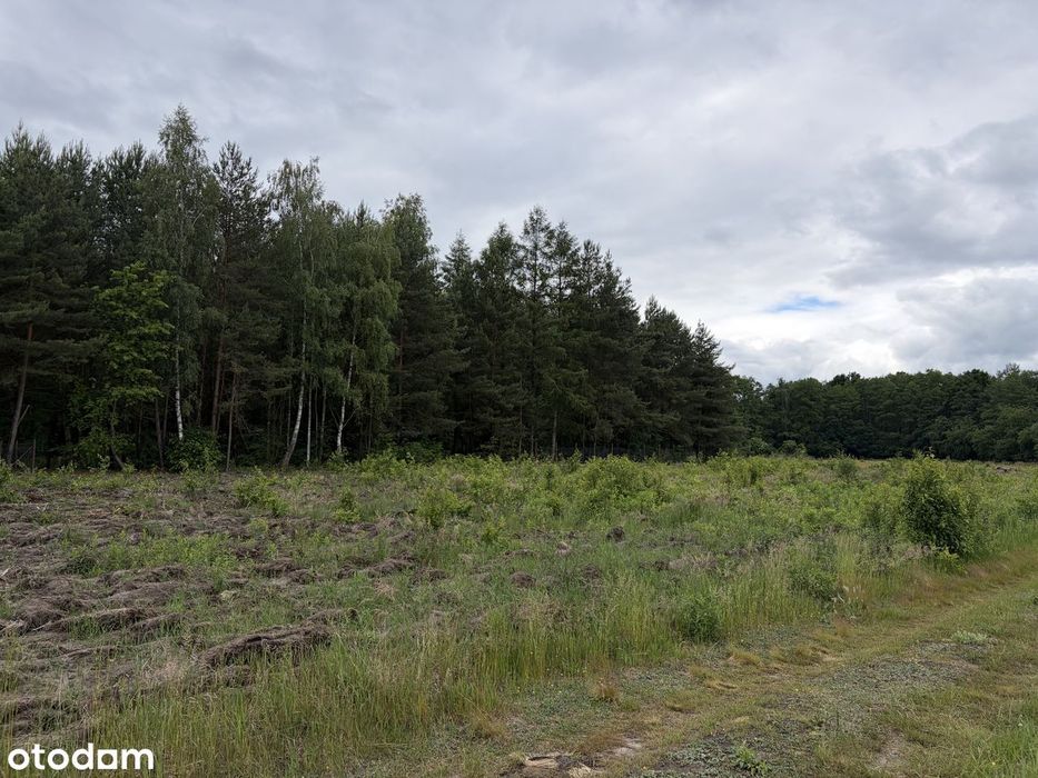 Leszno działka przy lesie - Widok 6