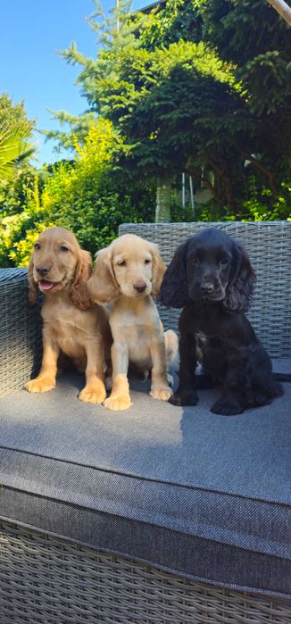Cocker Spaniel angielski z rodowodem