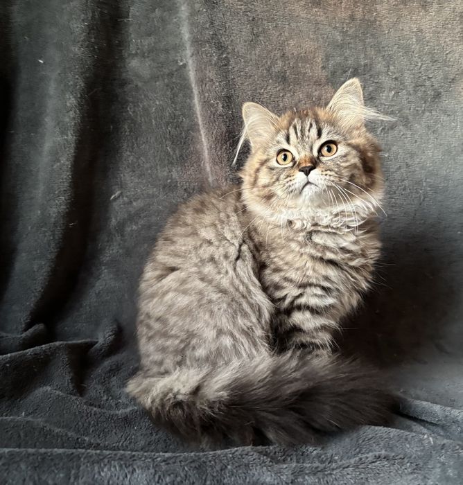 Шотландский прямоухий котик