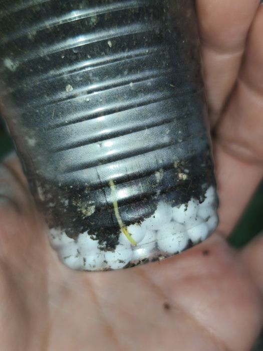 Хойя Clemensiorum sp.Sumatra