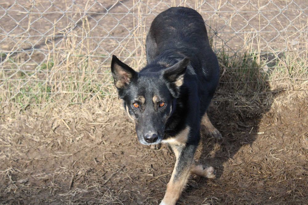 POLA- czarna suczka do adopcji