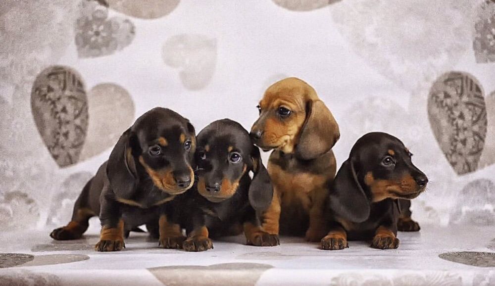 Щенки карликовой таксы мальчики и девочки