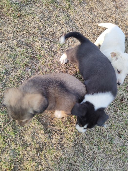 Oddam pieski tylko w dobre ręce szczeniaczki szczeniaki