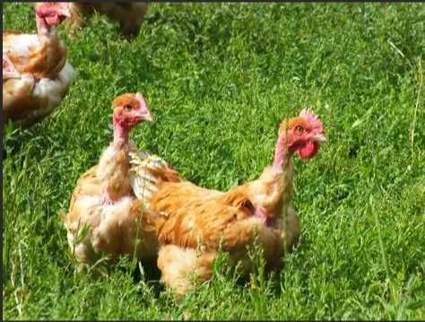 frango de criação ao ar livre