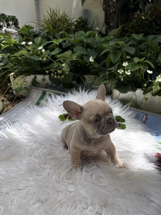 Bouledogue Francês