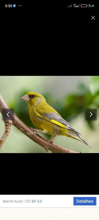 Tenho alguns pássaros para vender deste gênero deste ano