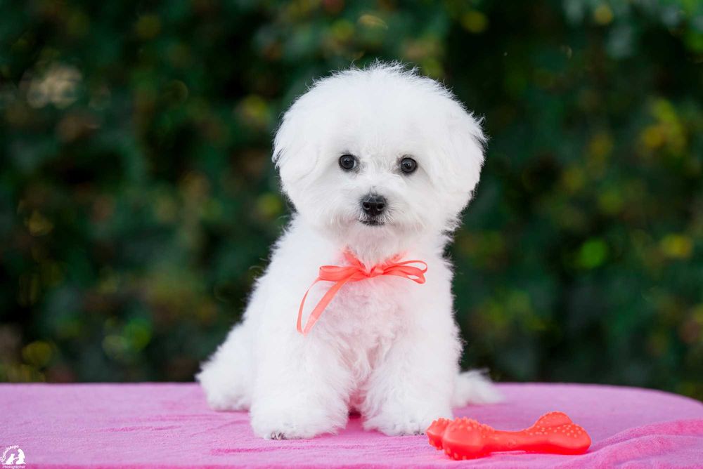 девочка бишона белое облачко