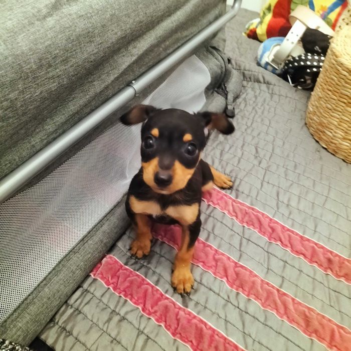 Pinscher belíssimo macho