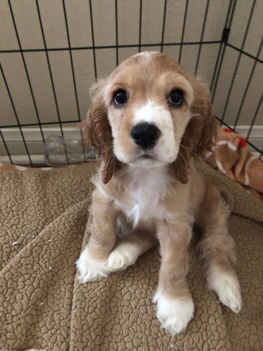 Ексклюзивні цуценята для особливих людей