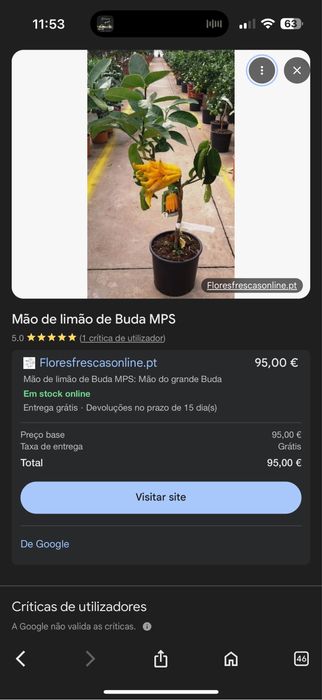 Limoeiro Mão de buda