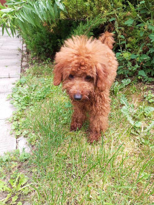 5- и місячний хлопець карл.Пулеля мініатюра