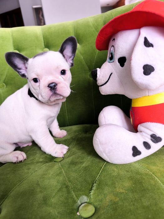 Buldog francuski biało niebieski samiec  pies szczeniak