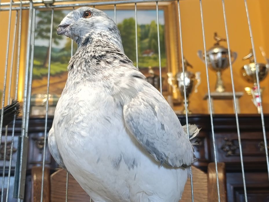 Giant Homer, wysyłam, gołębie ozdobne