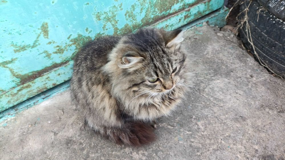 Тигрова кішечка шукає дім, стерилізована