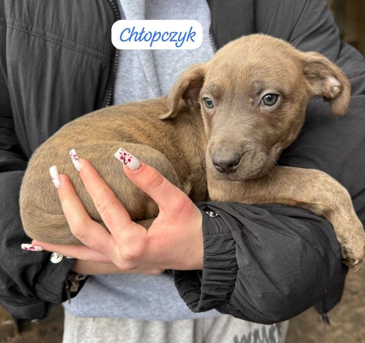 Szczeniak w typie amstafa maść ruda