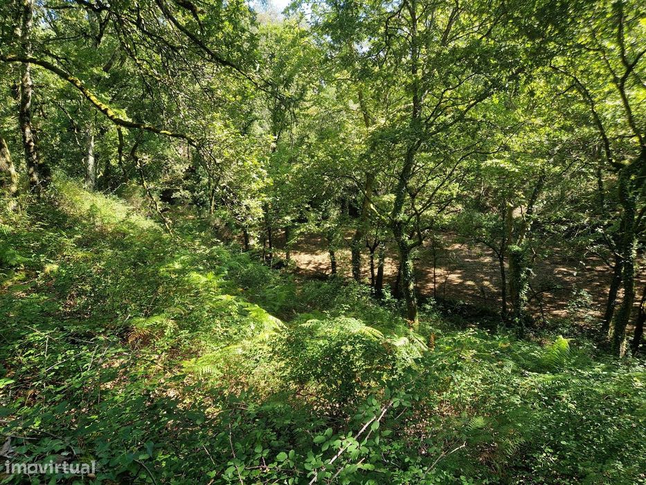 Terreno  Venda em Mosteiro,Vieira do Minho