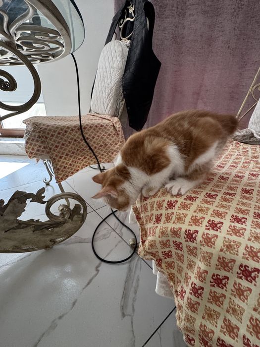 Котята Курильського Бобтейла