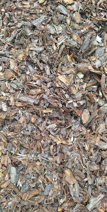 Kora sosnowa z transportem