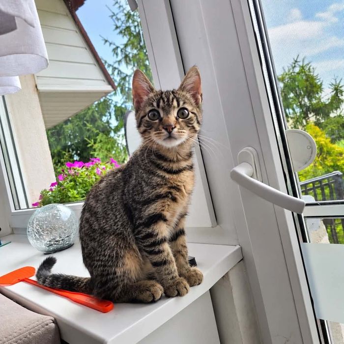 Florek kot adopcja schronisko kocurek