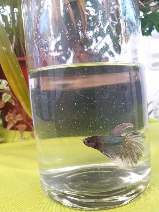 Betta  macho xxl