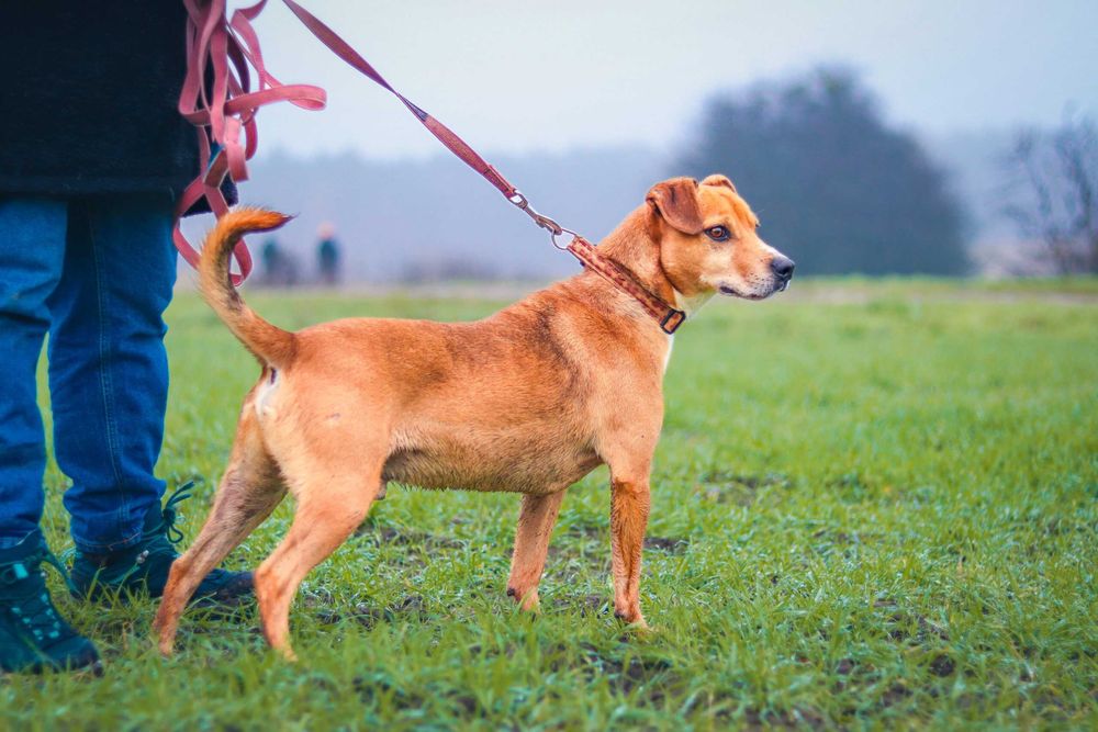 Pies do adopcji- samiec Toto