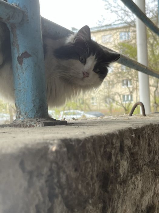 Котик шукає родину