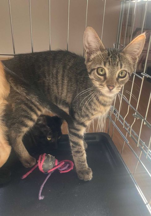 Gatinhos com 2 meses para adoção responsável em Gondomar