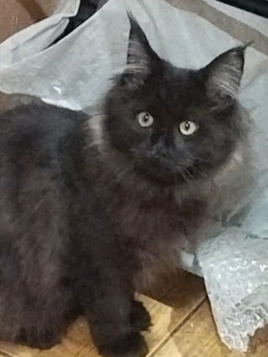 продам девочку мейн-кун черный дым