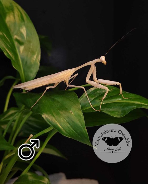 Modliszka Hierodula membranacea L3/4