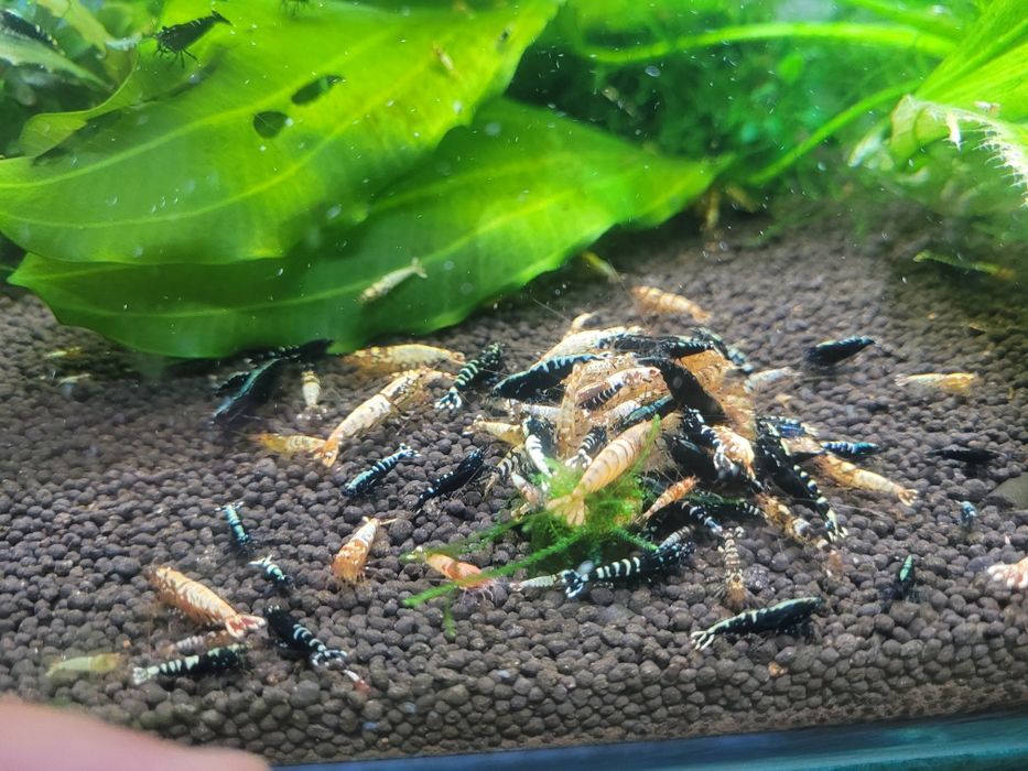 Krewetki MIX Galaxy !  Cena Promocyjna !