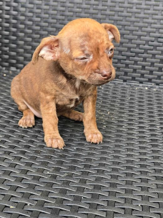 Pinscher Miniatura macho olhos Verdes
