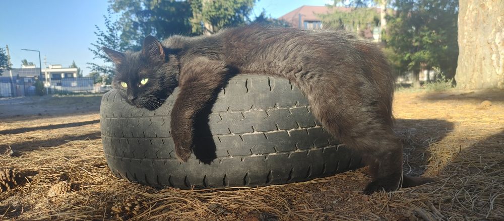 Подкинули домашнюю кошку