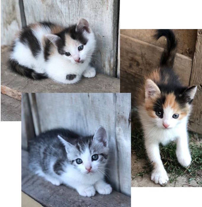 Кошенята  Котенята Котик Киця в добрі руки
