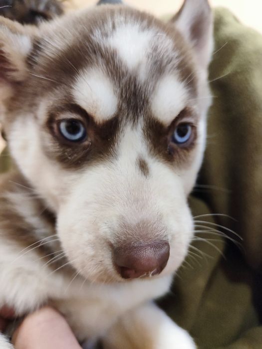 Голубоокий хаскі! Продаж