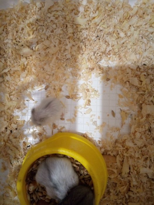 Хомячки Кременчуг