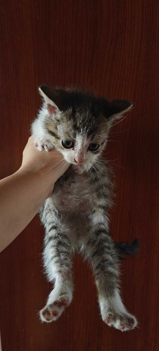 Кошенята  віддам в добрі руки