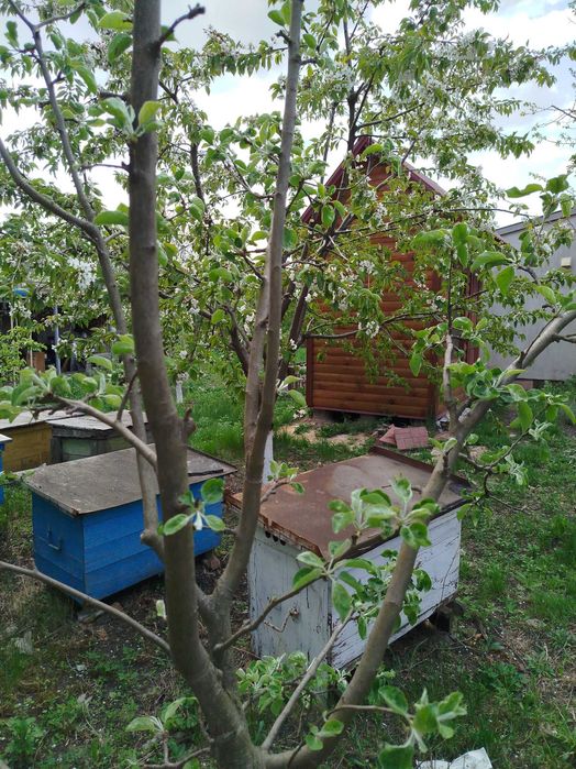 Сон на вуликах Апітерапія Умань