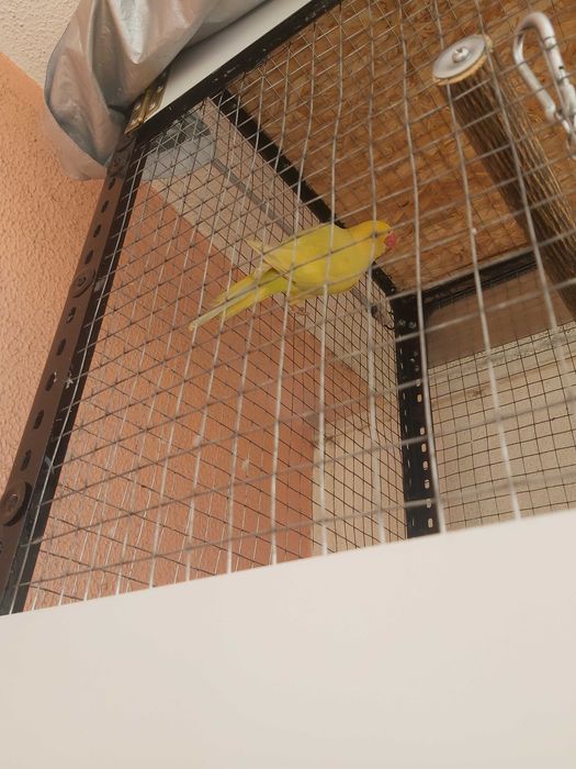 Ringneck Macho Verde Pálido Azul/Canela 2025