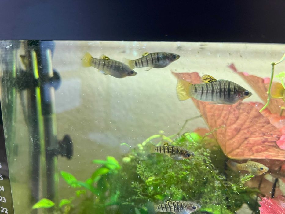 Limka Czarnopręga ( Limia nigrofasciata ) Piekniczkowate Żyworodka