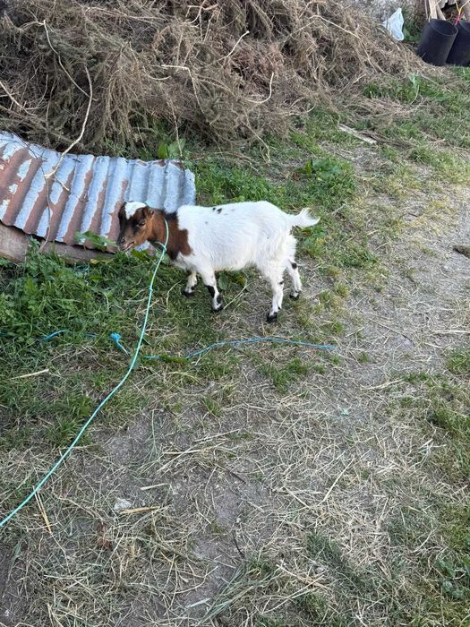 Vendo cabras micro anas sem orelhas