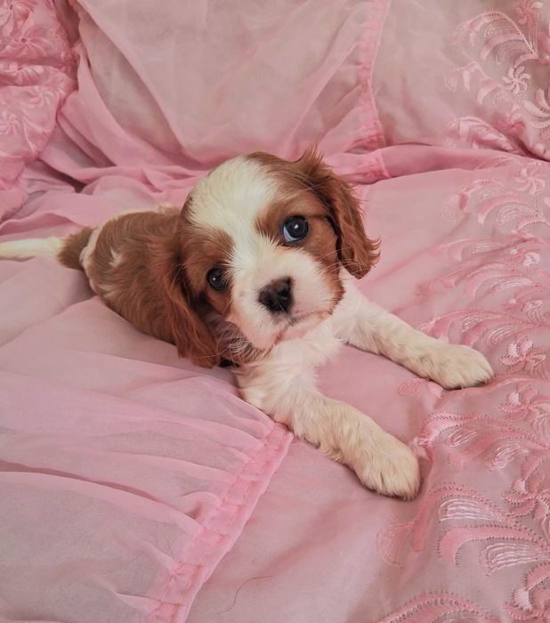 Cavalier King Charles Spaniel
