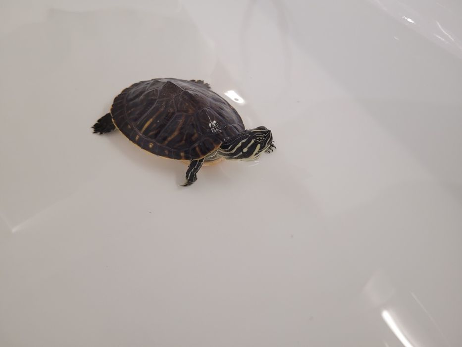 żółw  wodno-lądowy akwarium
