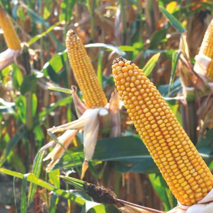 Kukurydza WAWEL najwyższy plon ziarna i CCM