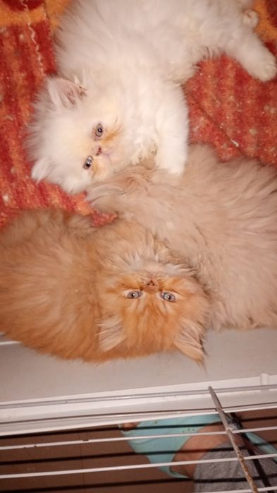 Mały  puszysty kłębuszek