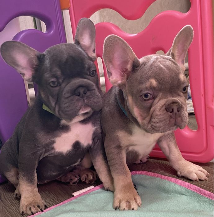 Французький бульдог