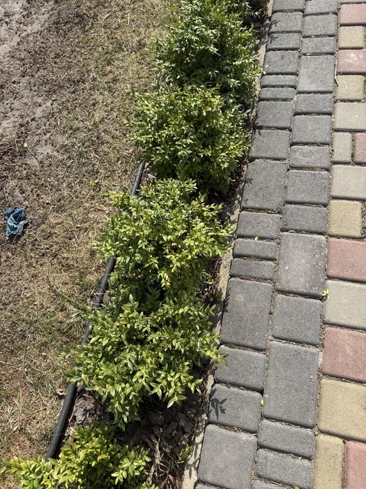 Самшити різної висоти