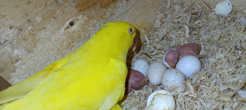 Ring necks criar a mão